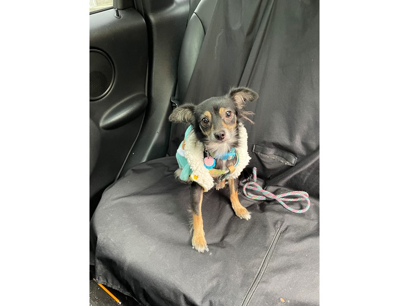 Pet Photo