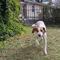 Lost Pet Image