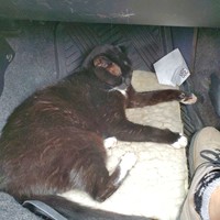 Lost Pet Image