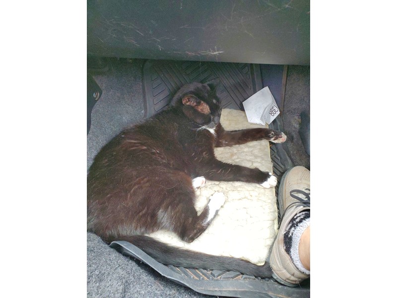 Pet Photo