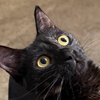 Lost Pet Image
