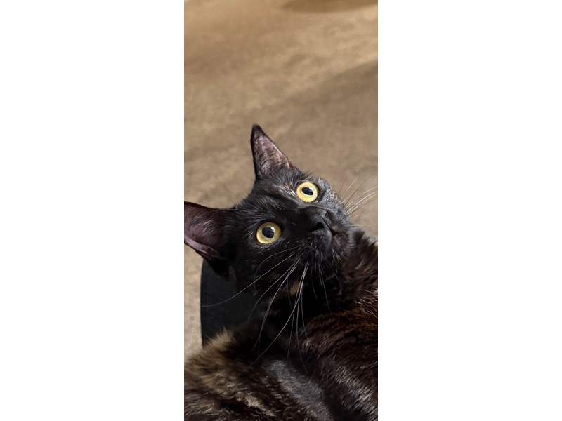 Pet Photo