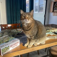 Lost Pet Image