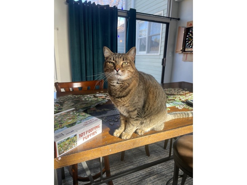 Pet Photo