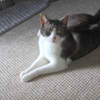 Lost Pet Image