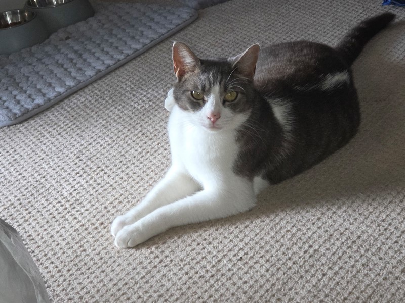 Pet Photo
