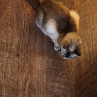 Lost Pet Image