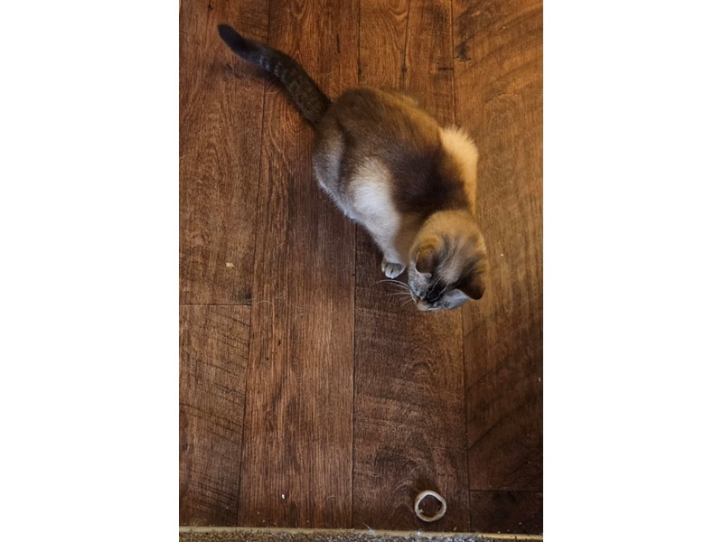 Pet Photo