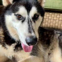 Lost Pet Image