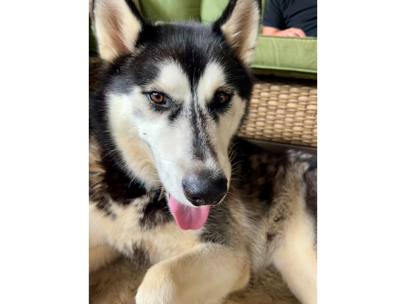 Pet Photo