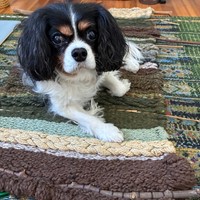 Lost Pet Image