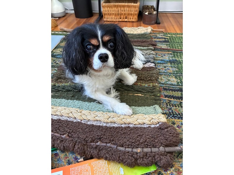 Pet Photo