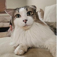 Lost Pet Image