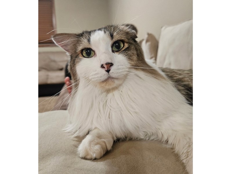 Pet Photo