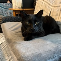 Lost Pet Image