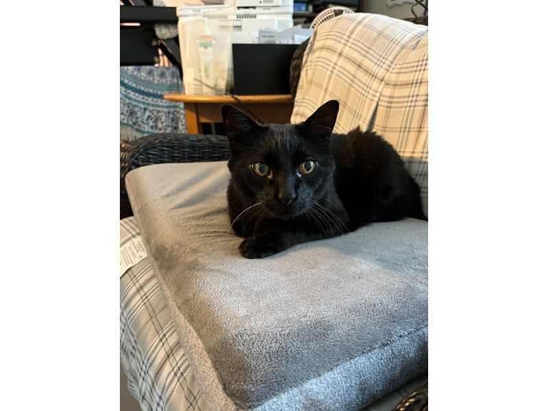Pet Photo