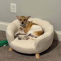 Lost Pet Image
