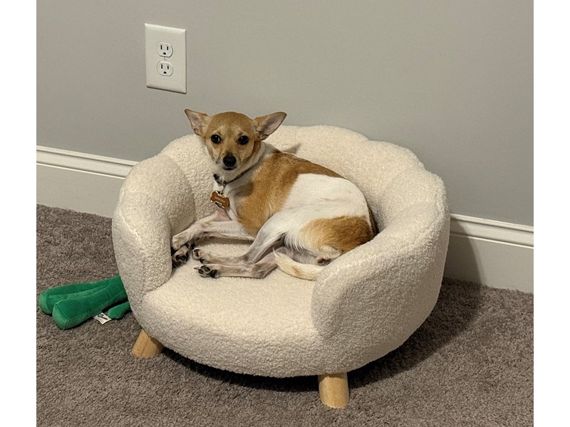 Pet Photo