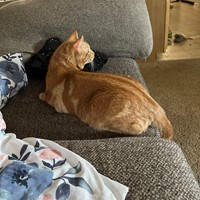 Lost Pet Image