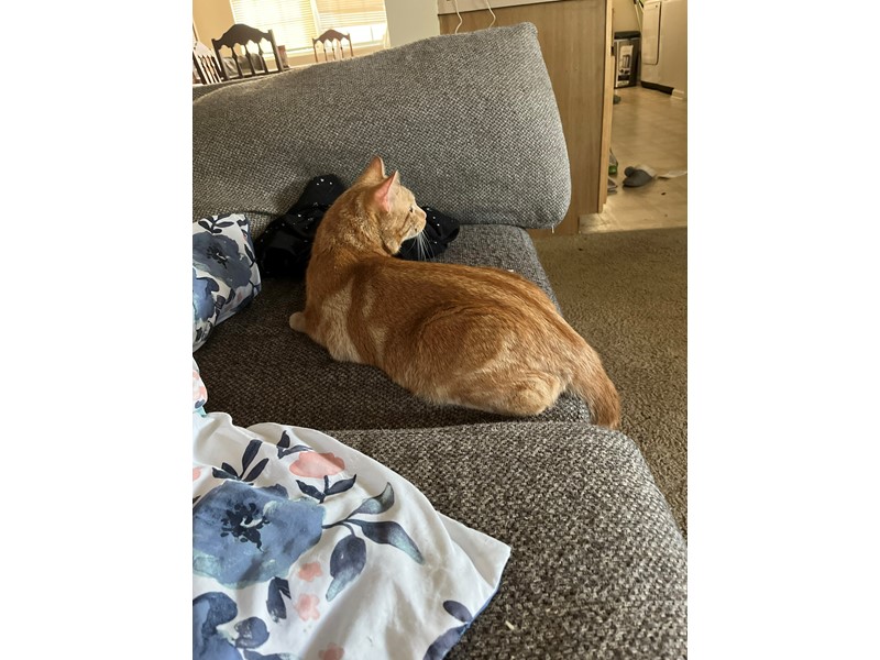 Pet Photo