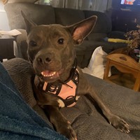 Lost Pet Image