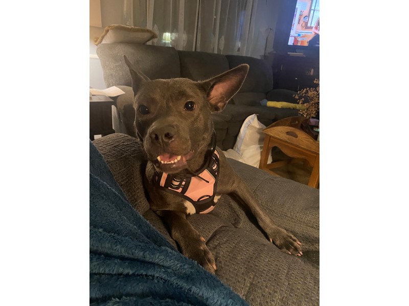 Pet Photo