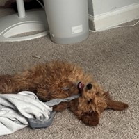 Lost Pet Image