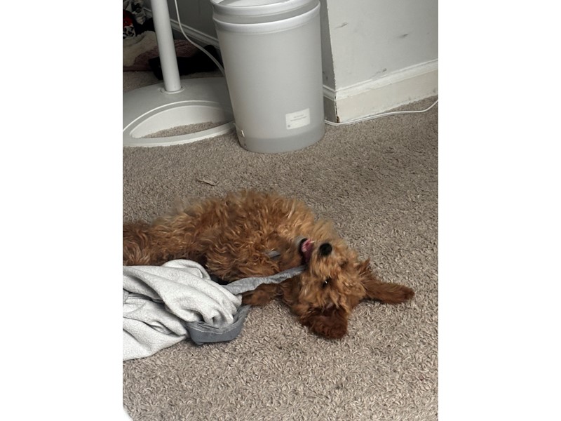 Pet Photo