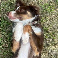 Lost Pet Image