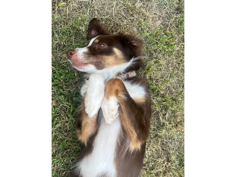 Pet Photo
