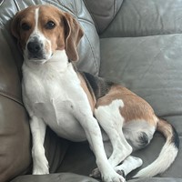 Lost Pet Image