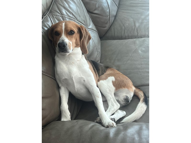 Pet Photo