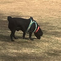 Lost Pet Image