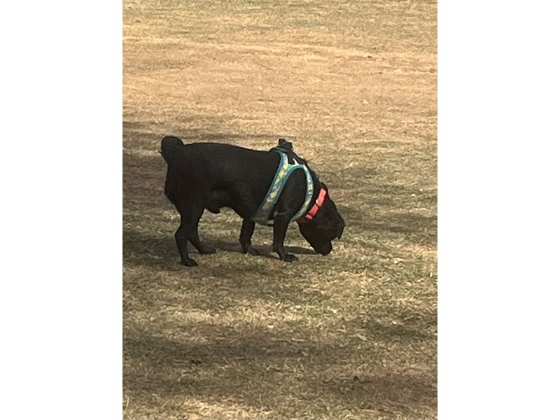 Pet Photo