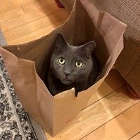 Lost Pet Image