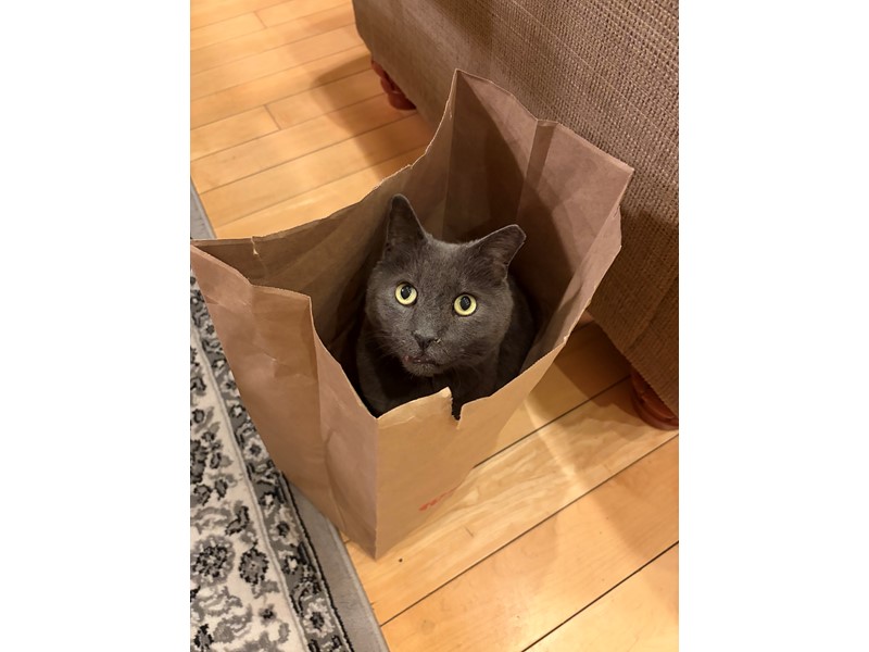 Pet Photo