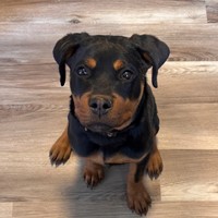Lost Pet Image
