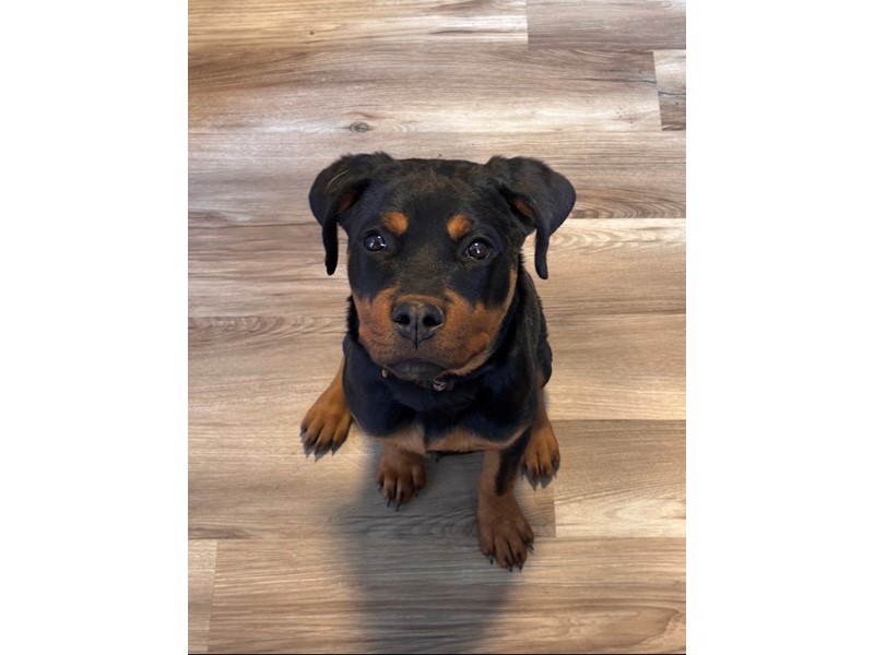 Pet Photo