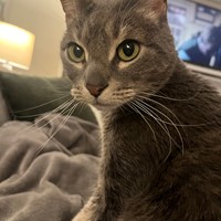 Lost Pet Image