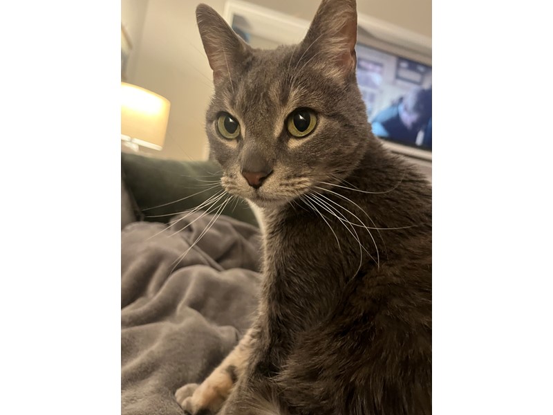 Pet Photo