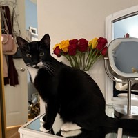Lost Pet Image