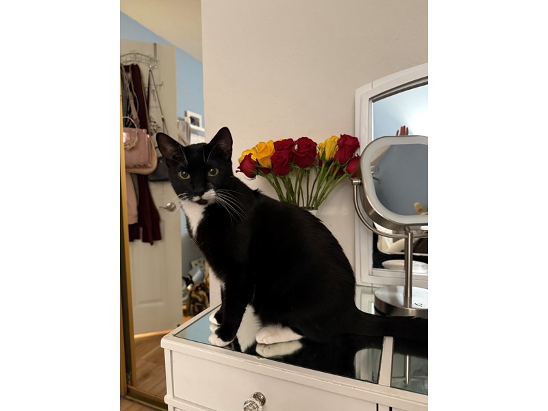 Pet Photo