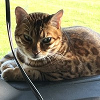 Lost Pet Image