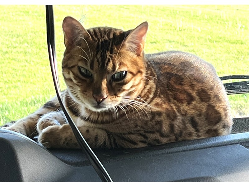 Pet Photo