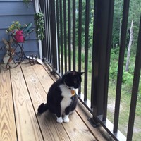 Lost Pet Image