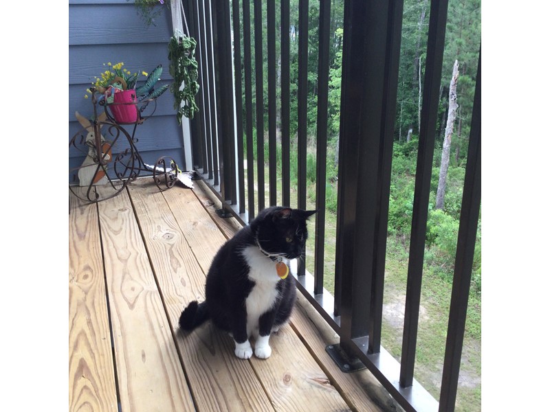 Pet Photo