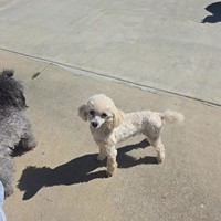 Lost Pet Image