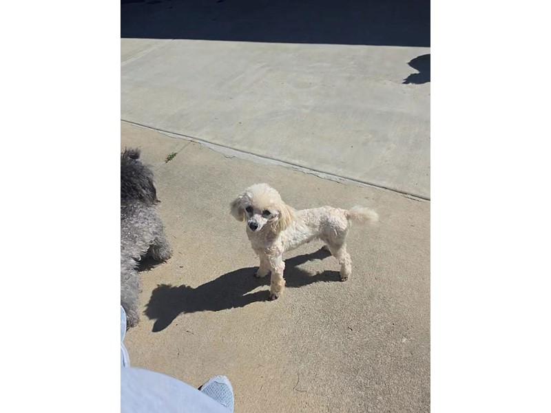 Pet Photo