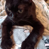 Lost Pet Image