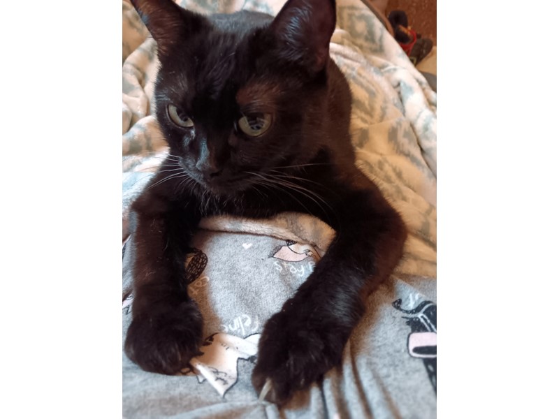 Pet Photo